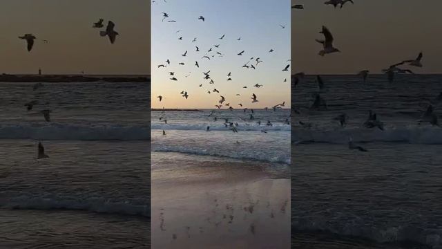 Средиземное море, чайки, закат. Ноябрь 2022. Отпуск на море. Sunset over the Mediterranean Sea. смотреть онлайн