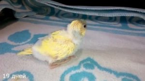 Птенец волнистого попугая. рост от вылупления до 29 дней. Budgie chick from 0 to 29 days