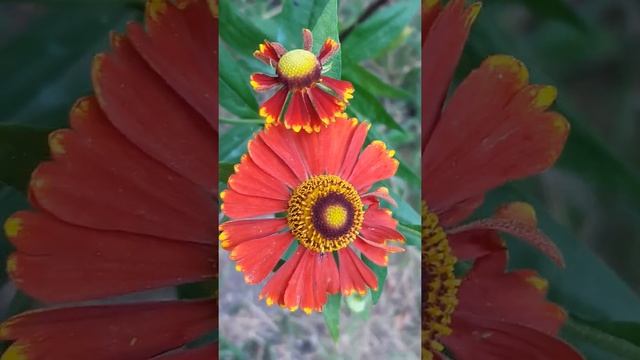 Каждая женщина это цветок...⚘ смотреть онлайн