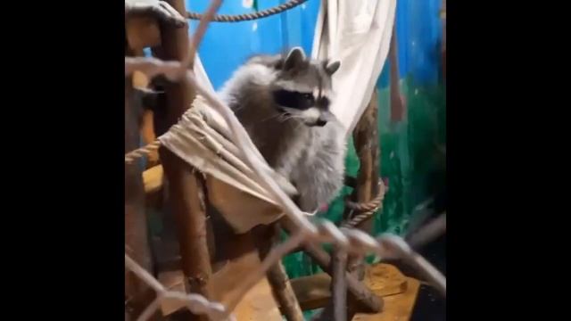 Июльский енот/Подборка с енотами 2021 смотреть онлайн