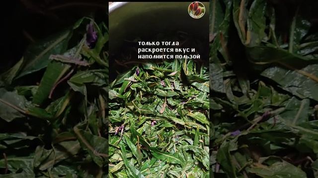 Иван чай - вкусен и полезен! Seedlandia.ru - саженцы и семена растений для сада и дома смотреть онлайн