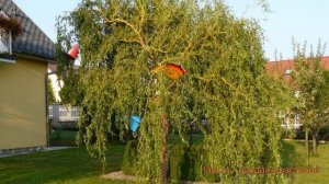 Ива вавилонская Тортуоза (salix babylonica tortuosa) ? обзор: как сажать, крупномеры ивы Тортуоза