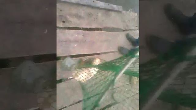 Рыбу надо отпускать смотреть онлайн