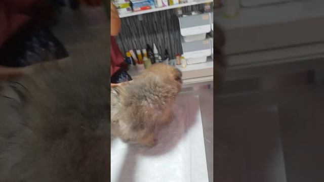 1ci aşi..Şivava ve ponerian..Наши малыши в ветеринара на первой прививки... смотреть онлайн