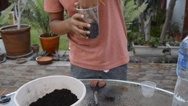 Propagador de esquejes смотреть онлайн