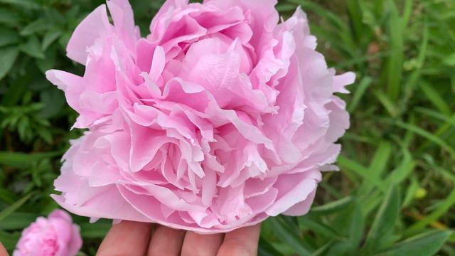 Peony 'Myra MACRAE' (Tischler 1967),channel YouTube : PEONIES-ALL ABOUT THEM (ПІОНИ-ВСЕ ПРО НИХ) смотреть онлайн