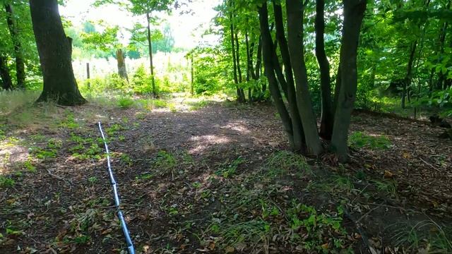 КАК МЫ С СОБАКОЙ ГРИБЫ ИСКАЛИ В ОГОРОДЕ смотреть онлайн