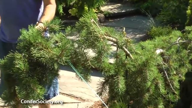 Jack Pine - Pinus banksiana ' Uncle Fogy' American Conifer Society смотреть онлайн