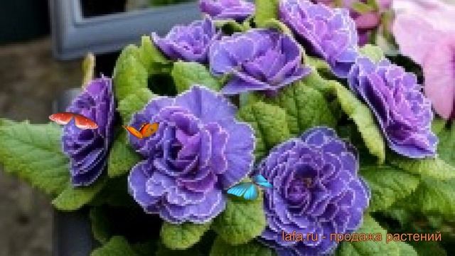Примула махровая Парпл ? махровая примула Парпл обзор: как сажать, семена примулы Парпл смотреть онлайн