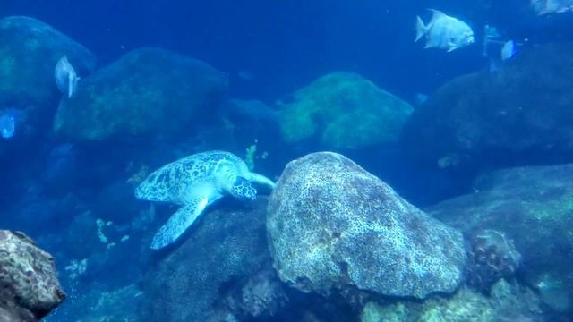 Наша поездка в Аквариум на мой день рождения 15.01.22 смотреть онлайн