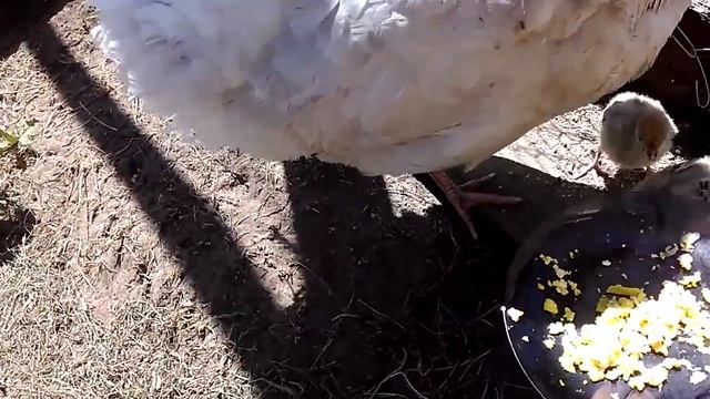 Индюшки с десятидневными индюшатами. смотреть онлайн