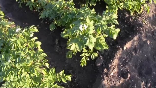 Полив картофеля смотреть онлайн