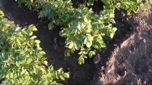 Полив картофеля