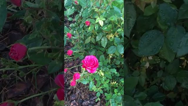 Роза Кордана в открытом грунте смотреть онлайн