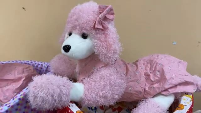 Часть 2. Национальная выставка породы Пудель «ПК» памяти Галины Алексеевой. Миниатюра до конца. смотреть онлайн