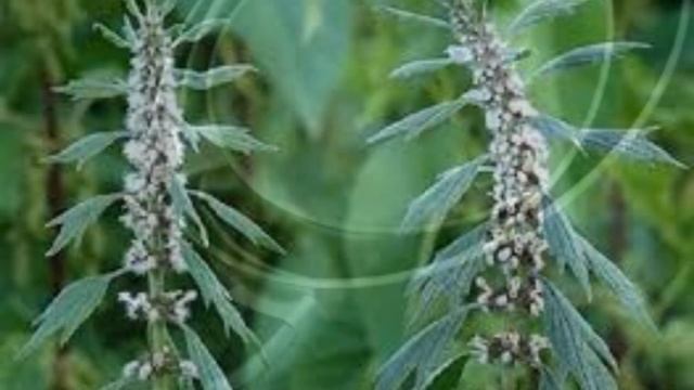 Как вылечить и укрепить сердце в домашних условиях. Народное средство от всех болезней сердца.