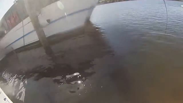 Releasing a few small bream смотреть онлайн