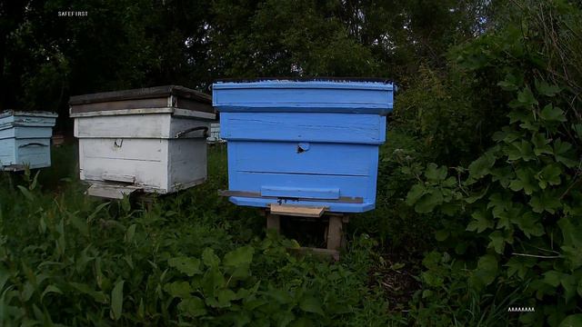 Пасека, почему я считаю, что лежаку нужен магазин. смотреть онлайн