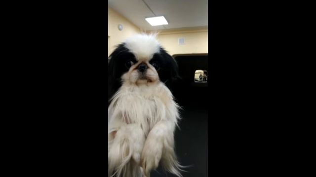 Остеопатия японский хин смотреть онлайн