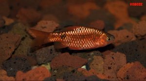 Барбусы в аквариуме виды часть первая