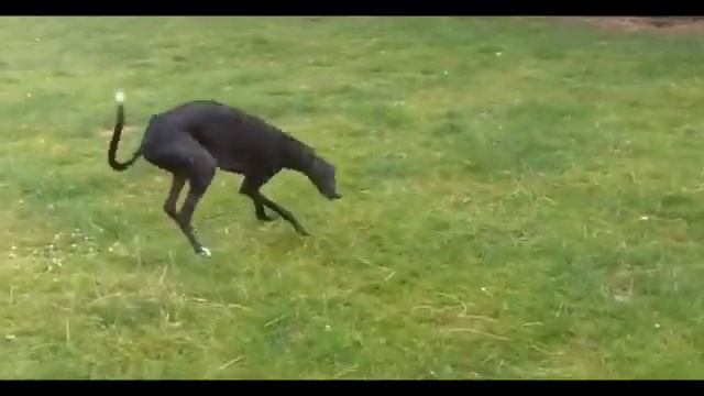 What's it REALLY Like to Own a Greyhound? [Pt 1, Greyhound FAQ] смотреть онлайн