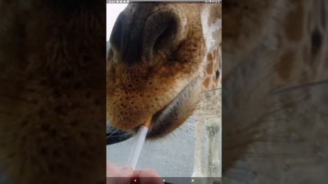 Жирафы бывают РАЗНЫЕ смотреть онлайн