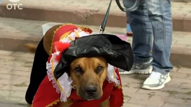 На набережной Оби прошел карнавал для собак "Маски дог" смотреть онлайн