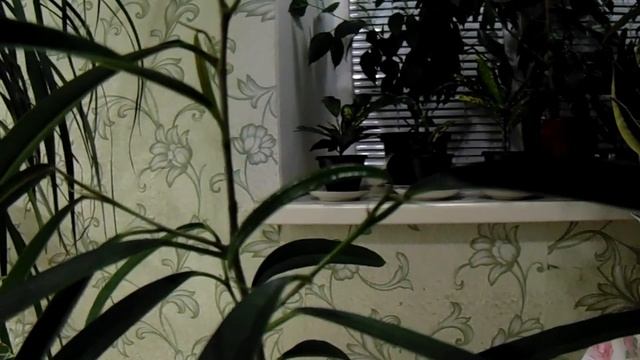 Обзор фикусов.  Триангулярис, фикус Бенендийка Али, фикус Бенендийка Амстел Грин Голдд, фикус Кинки