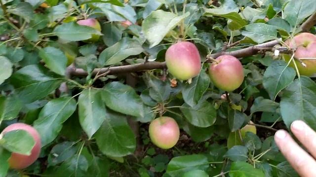 Прививки вишни и яблони... смотреть онлайн
