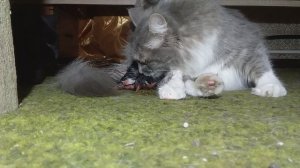 Кошечка Рожает!!!???