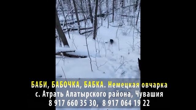 Пропала соабка! БАБИ. Немецкая овчарка. с. Атрать, Алатырский район, Чувашия смотреть онлайн