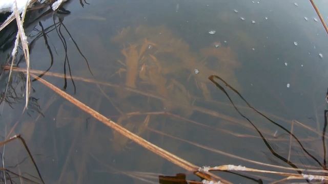 Разводим рака в новом водоёме. смотреть онлайн