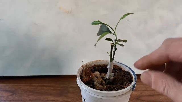 Как укоренить каламондин с помощью облактировки смотреть онлайн