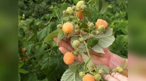 Малина Золотая Осень