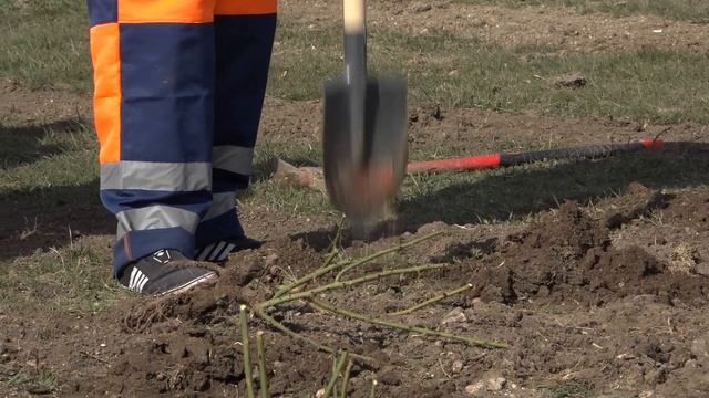 Сотрудники МБУ "Город" приступили к высадке цветов и деревьев смотреть онлайн