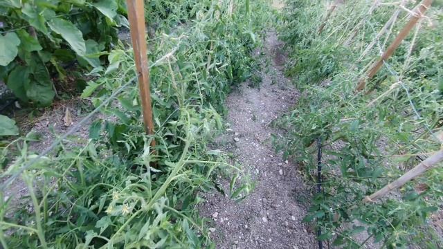 Кабачки и мои рецепты/ Куча других новостей / Забот полно , но и на свадьбе побывали и на ДР смотреть онлайн