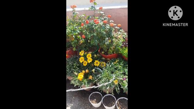 how to use water Spray Gun for gardening #unboxing #viral #shots #plantscare смотреть онлайн