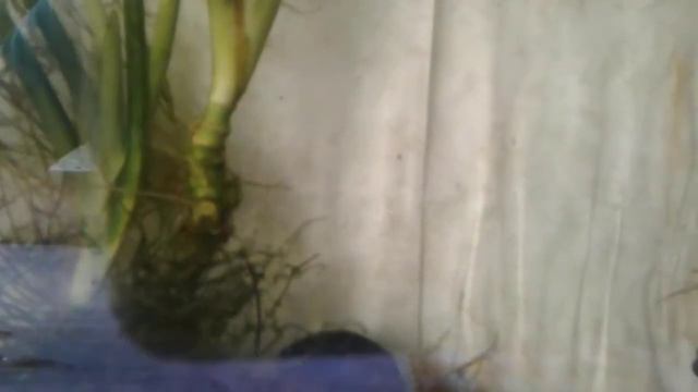 Как РОТАН с КАРАСЁМ червя делили. Video Trawl #051 ротан и карась смотреть онлайн