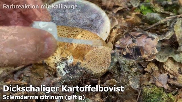 Dickschaliger Kartoffelbovist Verwechslung & Portrait | Kartoffelhartbovist | Scleroderma citrinum смотреть онлайн