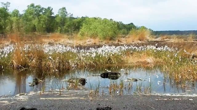 Musica para meditar e relaxar - meditação 1h смотреть онлайн