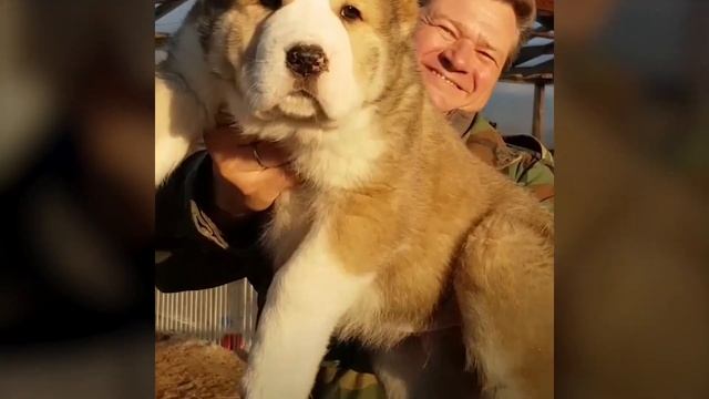 ГИГАНТСКИЕ СОБАКИ! ДРЕВНЕЙШАЯ ПОРОДА АЛАБАЙ! смотреть онлайн