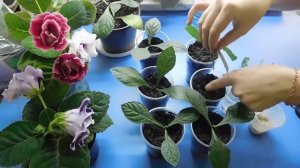 КЛЕРОДЕНДРУМ ! РАЗМНОЖЕНИЕ ЧЕРЕНКМИ !