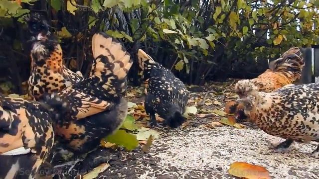 ПАВЛОВСКАЯ ПОРОДА КУР Pavlovskie breeds chickens cock_a_doodle_doo смотреть онлайн