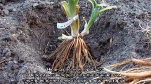 Когда пересаживать лилейники — как правильно сделать