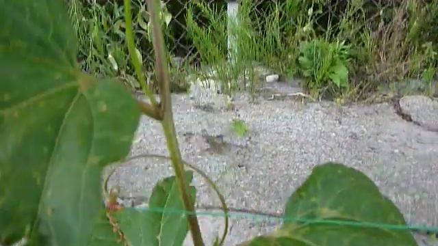 Смакуємо Перші Плоди Маракуйї у 2022 році смотреть онлайн