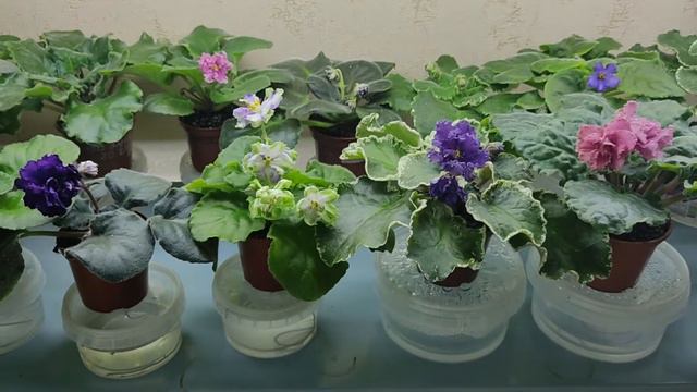 Анонс выставки фиалок в День города Донецка смотреть онлайн