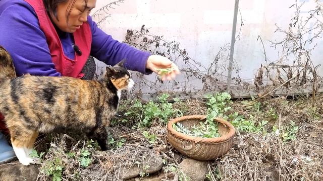 봄날의 시골 풍경! 쑥캐는 일상 / 엄마께 해드리는 쑥버무리~ смотреть онлайн