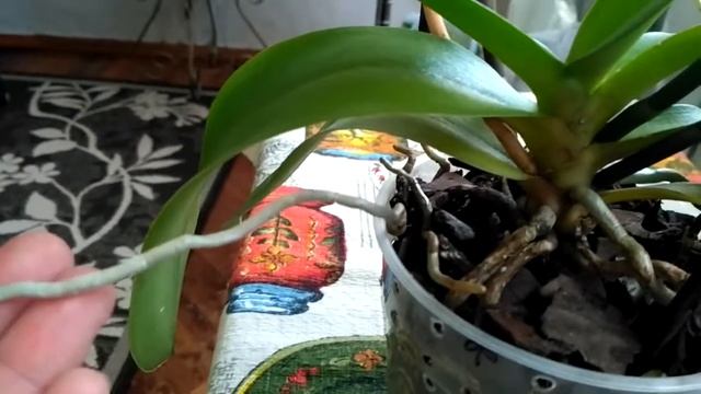 Обзор желтой орхидеи- Segovia. Восковые цветы.Ароматная орхидея. смотреть онлайн