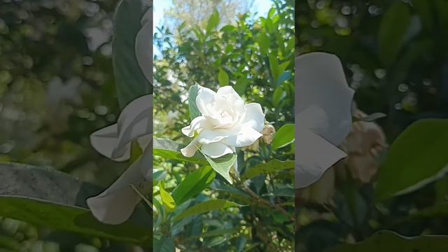 Gardenia flower #gardeniaflower #garden #flower #flowers #white #morningnature #plant #tree #love смотреть онлайн
