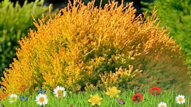 Туя западная Рейнголд ? Обзор: посадка и уход. саженцы туи Рейнголд: описание и особенности смотреть онлайн